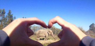 #MIRADANACIONAL Ramba llegó al Santuario de Elefantes en Brasil, luego de un largo viaje