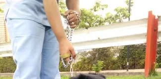 #EPAdifunde La historia de Azulita, una tierna perra en busca de un hogar