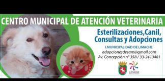 #VALPARAISO Un día en el Centro Municipal de Atención Veterinaria de Limache