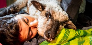 #SANTIAGO La tierna historia de David, un tierno corderito que fue rescatado de una granja valdiviana