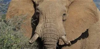 #ESTUDIO El planeta se está quedando sin sus animales vertebrados