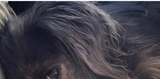 #SANTIAGO Encuentran muerta a Ginger, la perrita de conocida actriz que estaba extraviada