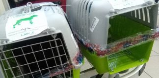 #SANTIAGO Denuncian el extravío de una gata que venía en un viaje de LAN México- Chile