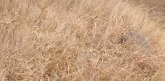 #SANTIAGO Denuncian instalación masiva de huachis en el Cerro Manquehue
