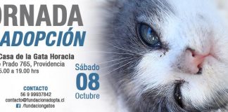 #SANTIAGO Harán jornada de adopción de gatos este sábado en Providencia