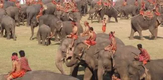 #OPINION El Ciudadano Global y la Protección de los Animales