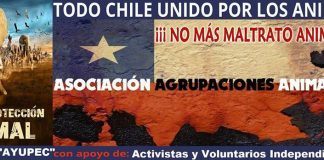 Harán nueva marcha nacional para exigir el respeto de los derechos de los animales