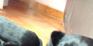 #EPAdifunde La historia de Mercedes, perrita rescatada de la Vega que hoy busca un hogar