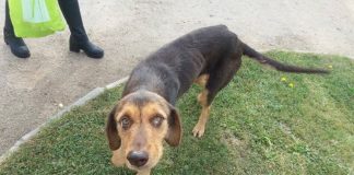 #EPAdifunde La historia de Miel, una dulce perrita en busca de un hogar