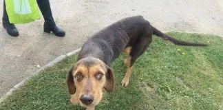 #EPAdifunde La historia de Miel, una dulce perrita en busca de un hogar
