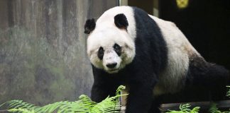 #CHINA Jia Jia, el oso panda en cautiverio más longevo del mundo, murió a los 38 años