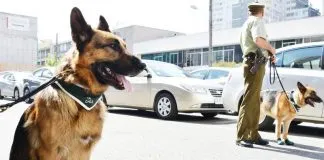 #COMPORTAMIENTOANIMAL ¿Es beneficioso el uso de zapatos en los perros?