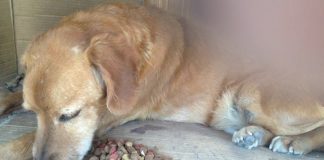 #SANTIAGO Denuncian que perro inválido de Plaza Dorsal fue triturado por camión de aseo