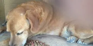 #SANTIAGO Denuncian que perro inválido de Plaza Dorsal fue triturado por camión de aseo
