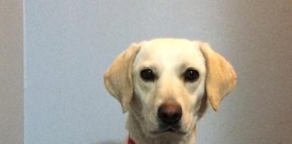 #EPAdifunde Piera, la hermosa labradora en busca de un hogar