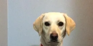 #EPAdifunde Piera, la hermosa labradora en busca de un hogar