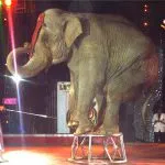 Ramba en el Circo Los Tachuelas 