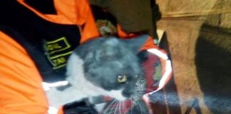 #ANTOFAGASTA Bomberos de Calama rescatan a gatitas que se encontraban atrapadas en un muro