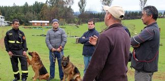 #LAARAUCANIA Grupo de rescate de Bomberos de Temuco comenzó a entrenar perros de búsqueda