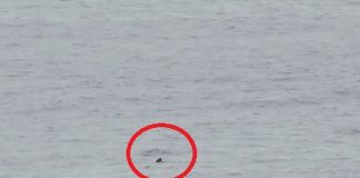 #OHIGGINS Tiburón apareció en medio del Mundial Femenino de Surf y generó pánico en Pichilemu