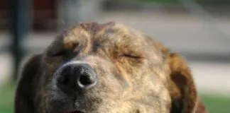 #EPAdifunde La historia de Tigrita, una linda perrita en busca de un hogar