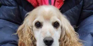 #EPAdifunde La historia de Viejito, un lindo perrito en busca de un hogar