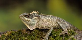 #SANTIAGO Perfeccionan el sistema de análisis de riesgo para la internación de animales exóticos al país