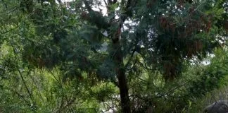 #OHIGGINS Denuncian ahorcamiento de perro en las cercanías de San Fernando