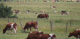 #LAARAUCANIA La Fiscalía y el SAG firmaron protocolo para mejorar peritajes por robo de animales