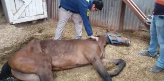 #ARICA Encuentran a caballo moribundo en el interior de las dependencias del Hipódromo de la ciudad