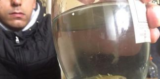 #MAGALLANES Agudo olfato de can detector del SAG regional impidió tráfico de especie CITES