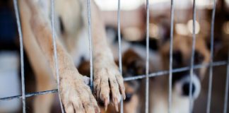 #ANTOFAGASTA Inauguran centro de esterilización canina en Calama