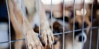 #ANTOFAGASTA Inauguran centro de esterilización canina en Calama