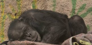 #ARGENTINA Decretan el traslado de la mona Cecilia a un Santuario de grandes simios en Brasil