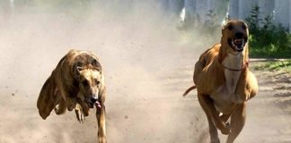 #ARGENTINA Aprueban ley que prohíbe las corridas de perros galgos en el país