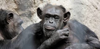 #PUNTOLEGAL Castilla-La Mancha aprueba considerar a los animales ‘seres sintientes’