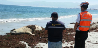 #ANTOFAGASTA Ejemplar de elefante marino vara en Bahía de Mejillones para mudar su piel