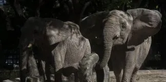 #MUNDO Zimbabue se plantea salir de CITES para poder comerciar su marfil de elefante