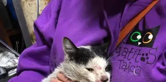 #MAULE Rescatan a gatito que estaba atrapado en un árbol a 40 metros de altura