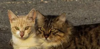 #ESTADOSUNIDOS Gatos callejeros luchan contra una plaga de ratas en Nueva York