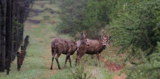 #LOSRIOS Después de 30 años el huemul vuelve a habitar la selva valdiviana