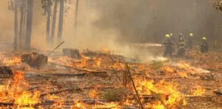 Municipalidad de Quilpué lanzó campaña de prevención de Incendios Forestales