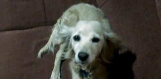 #EPAdifunde La búsqueda de Kichi, una perrita extraviada