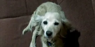 #EPAdifunde La búsqueda de Kichi, una perrita extraviada