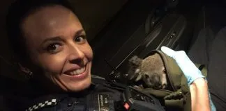 #AUSTRALIA Detuvieron a una mujer por llevar una cría de koala en el bolso