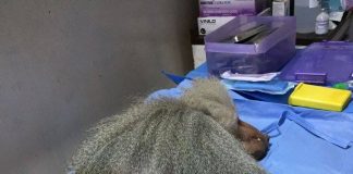 #CIRCO Denuncian las paupérrimas condiciones en que llegaron monos incautados al Circo Las Tachuelas