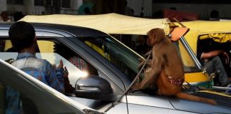 #ARGENTINA Mono huyó de su jaula y se refugió en una zapatería de Buenos Aires