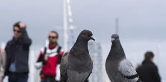 #ESPAÑA Barcelona controlará la población de palomas con métodos anticonceptivos
