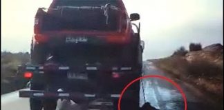 #ATACAMA Detienen a prófugo de brutal agresión a perrita preñada en la ciudad de Copiapó