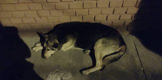 #SANTIAGO La historia de un perrito ciego que fue abandonado y hoy busca un hogar